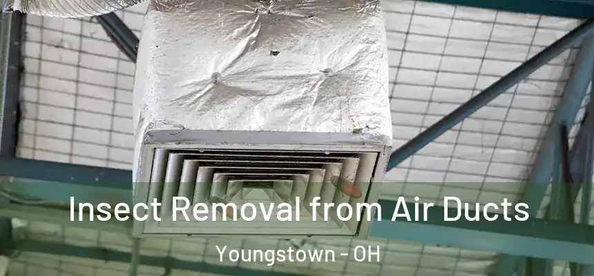 Insect Removal from Air Ducts Youngstown - OH